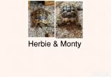 Hermanns : Both Male approx 21 & 22 years old (Herbie & Monty)